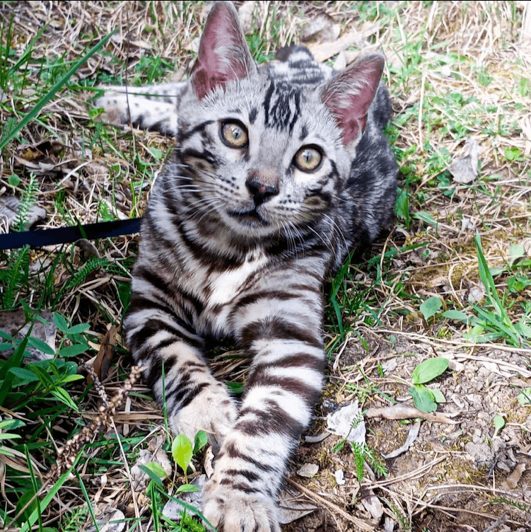 Bengal Cat Heritage